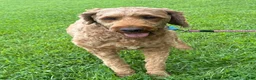 Irish Doodle dogs for sale: Maggie - Ad 12