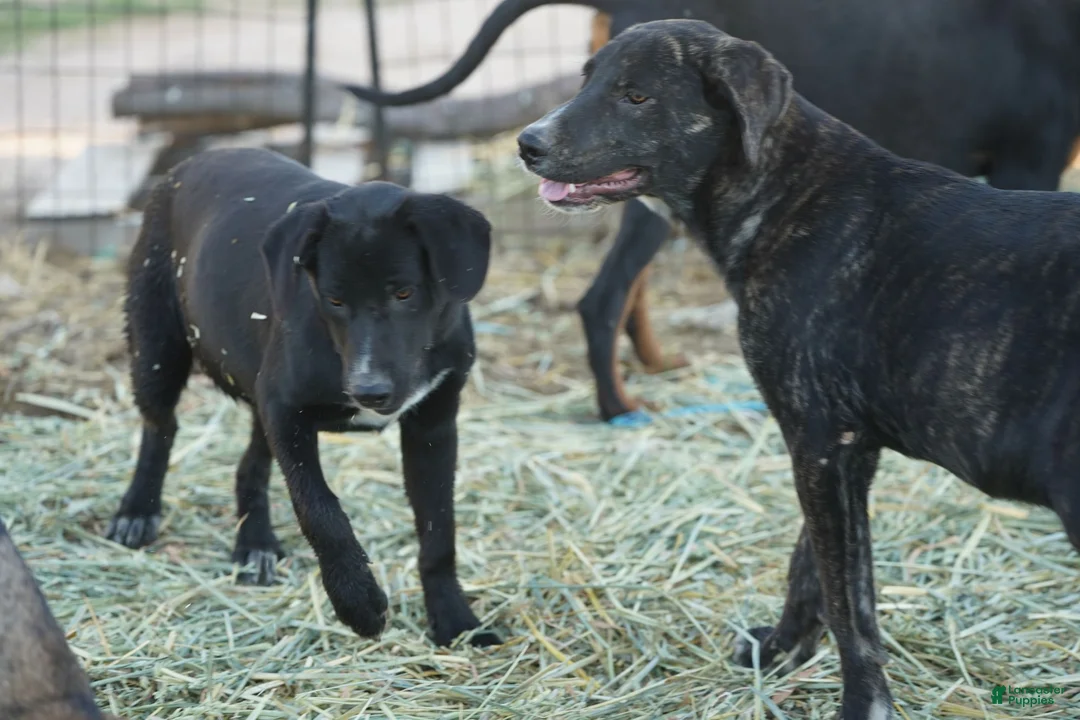 Mixed Breed dogs for sale: Squeeky Tiscar Farm Dog - Ad 10