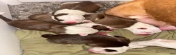 American Bully dogs for sale: Casper  - Ad 2