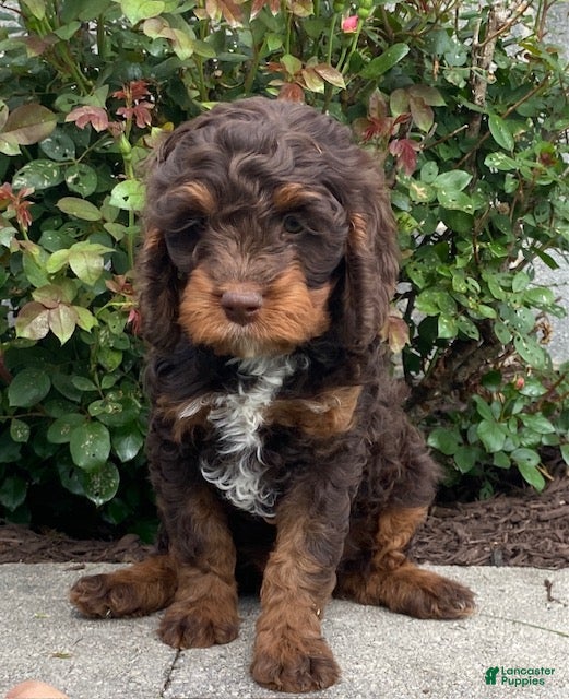 Cavapoo dogs Niles- Chocolate tri - Ad 1