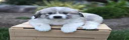 Great Pyrenees dogs for sale: Parker - Ad 5