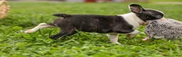 Frenchton dogs for sale: BONNIE - Ad 5