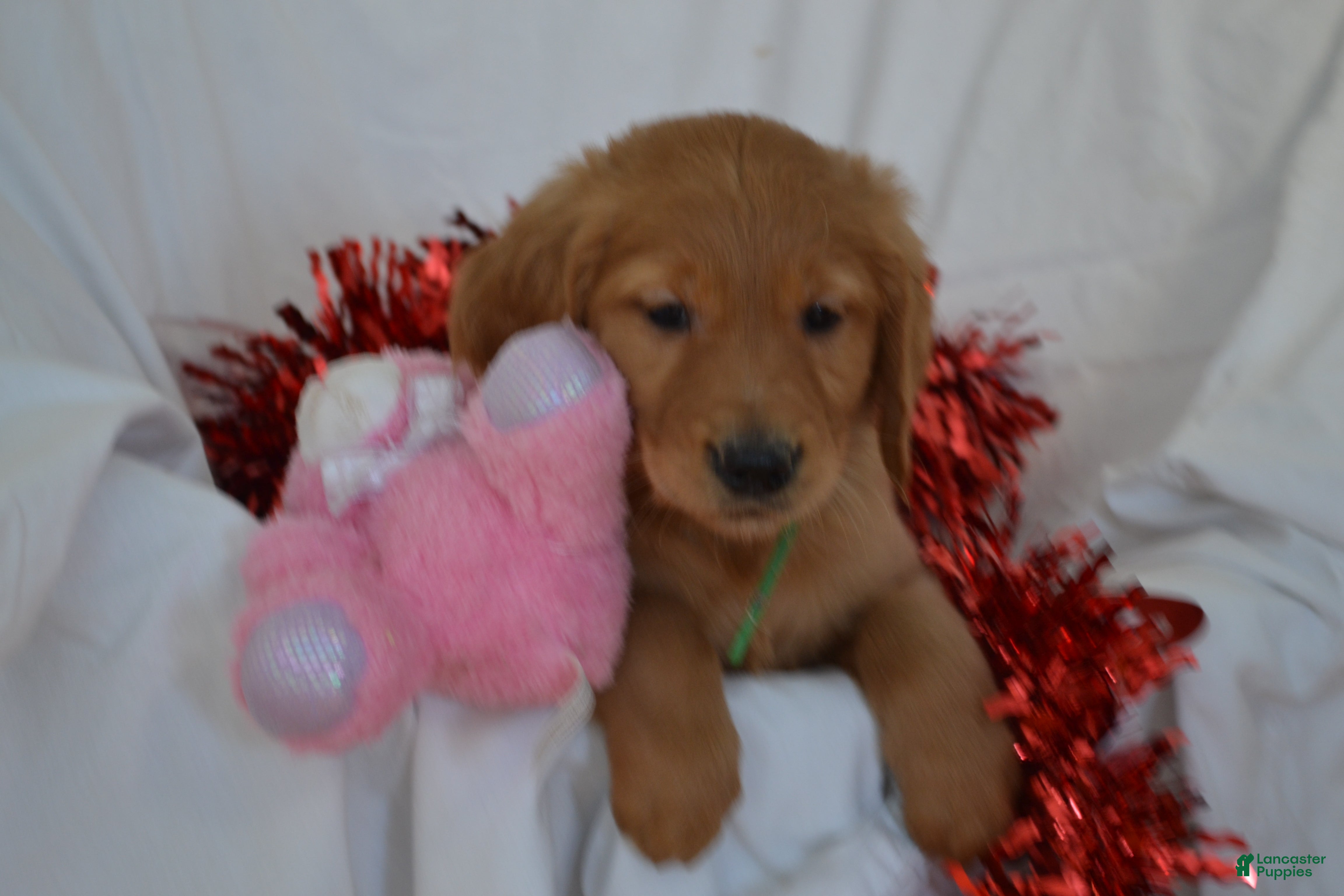 Golden Retriever dogs Abby - Ad 15