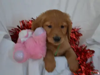 Golden Retriever dogs Abby - Ad 8