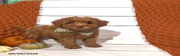 Mini Goldendoodle dogs for sale: Rory - Ad 4