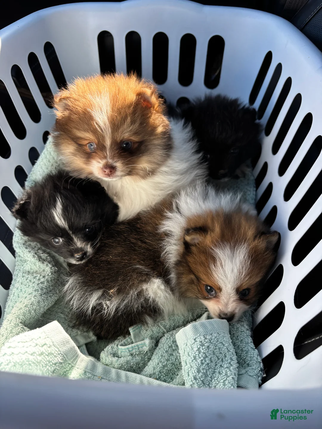 Pomeranian dogs for sale: Jasper - Ad 11