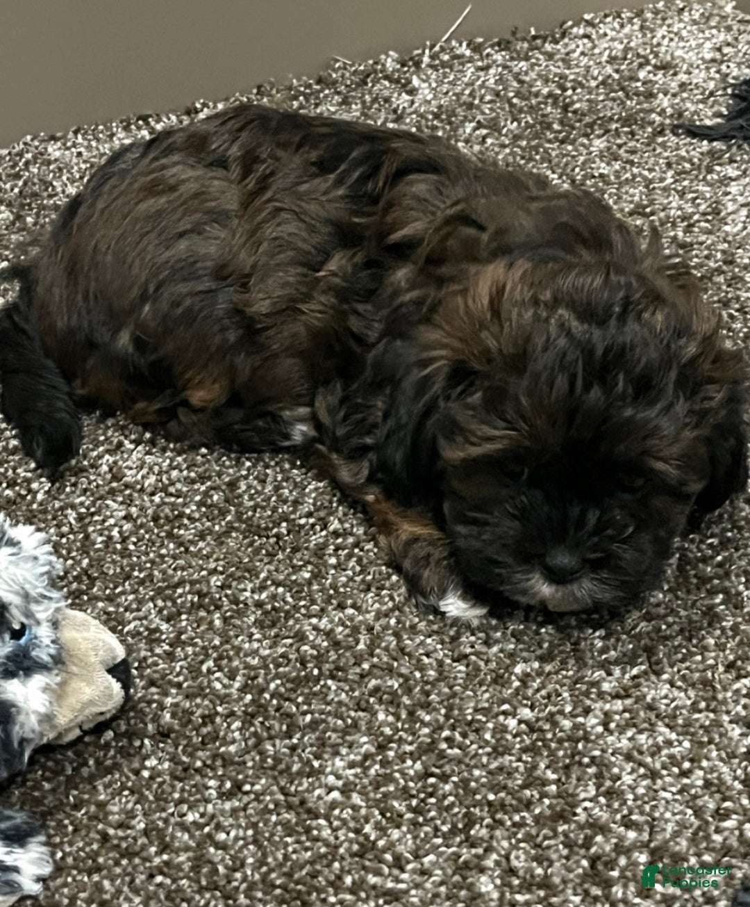 Shihpoo dogs for sale: Ace - Ad 4