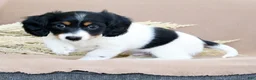 Miniature Dachshund dogs for sale: Lightning - Ad 3