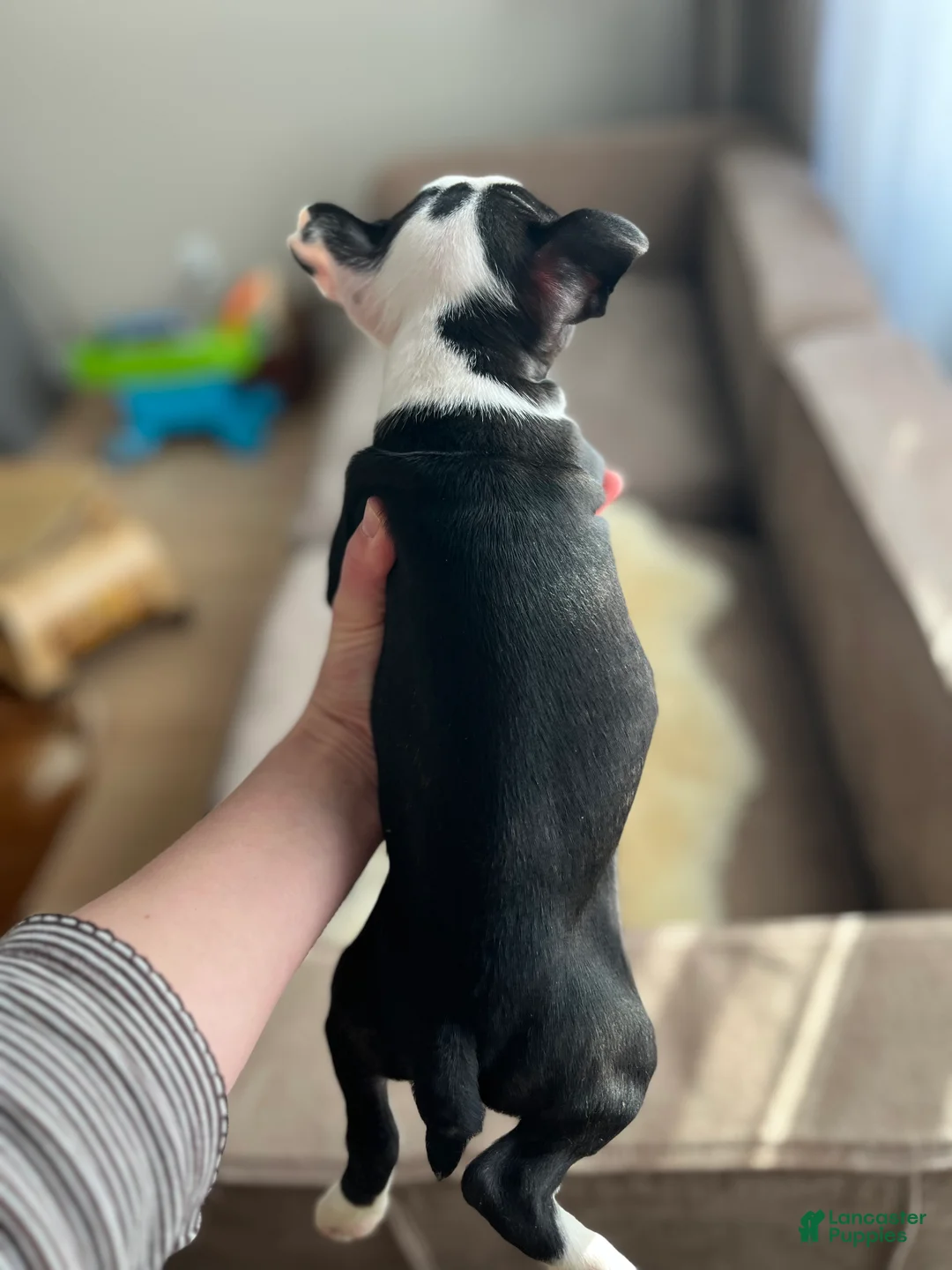 Boston Terrier dogs for sale: Nani - Ad 2