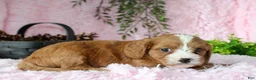 Cavapoo dogs for sale: Cavapoo 6 - Ad 3