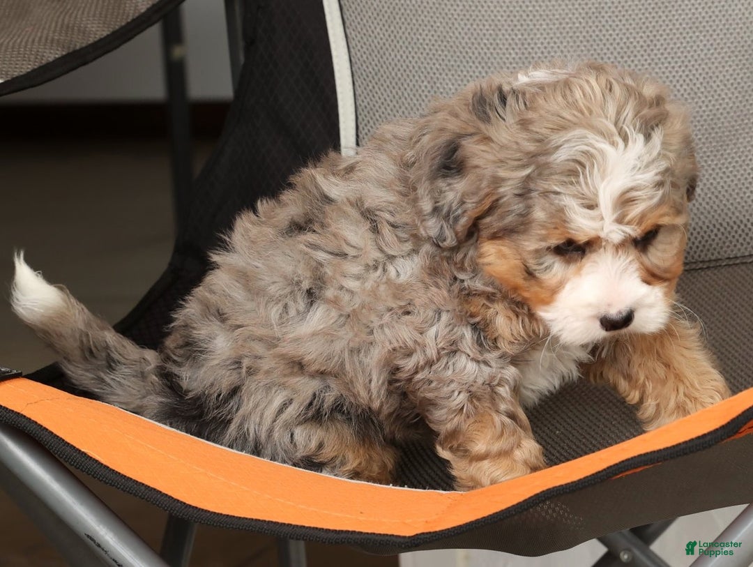 Mini Bernedoodle dogs for sale: Twinkle - Ad 9