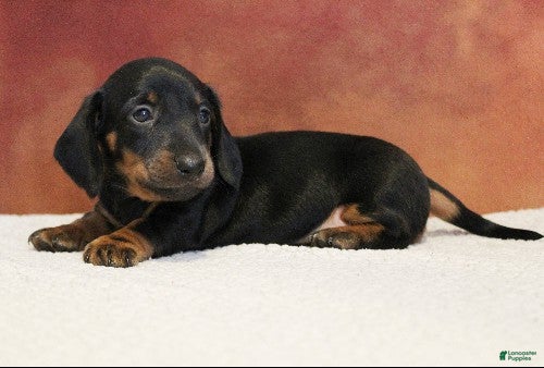Miniature Dachshund dogs Otto - Ad 1