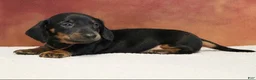 Miniature Dachshund dogs for sale: Otto - Ad 1
