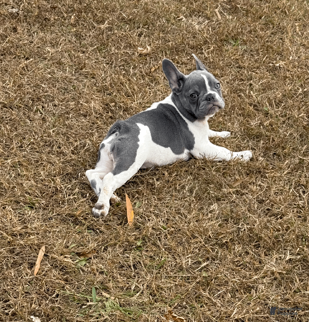 French Bulldog dogs for sale: PUA - Ad 1