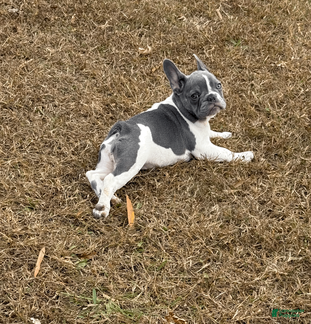 French Bulldog dogs for sale: PUA - Ad 1