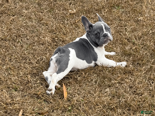 French Bulldog dogs PUA - Ad 2