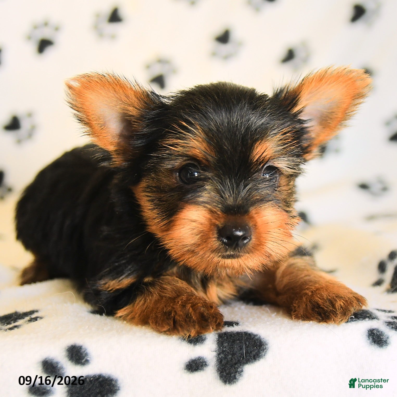 Yorkshire Terrier dogs Julian - Ad 2