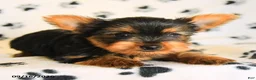 Yorkshire Terrier dogs for sale: Julian - Ad 2