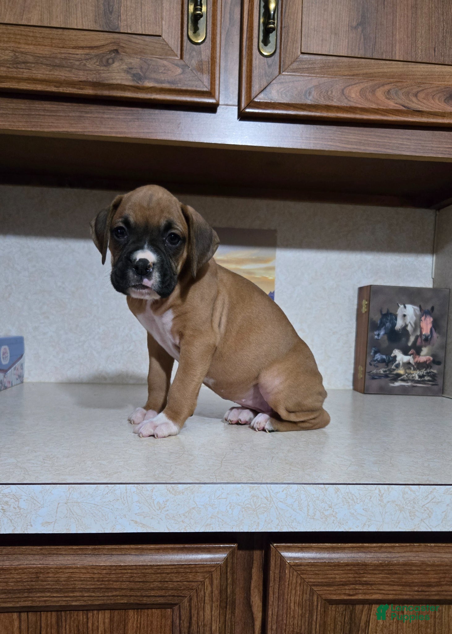 Boxer dogs Kodi - Ad 2
