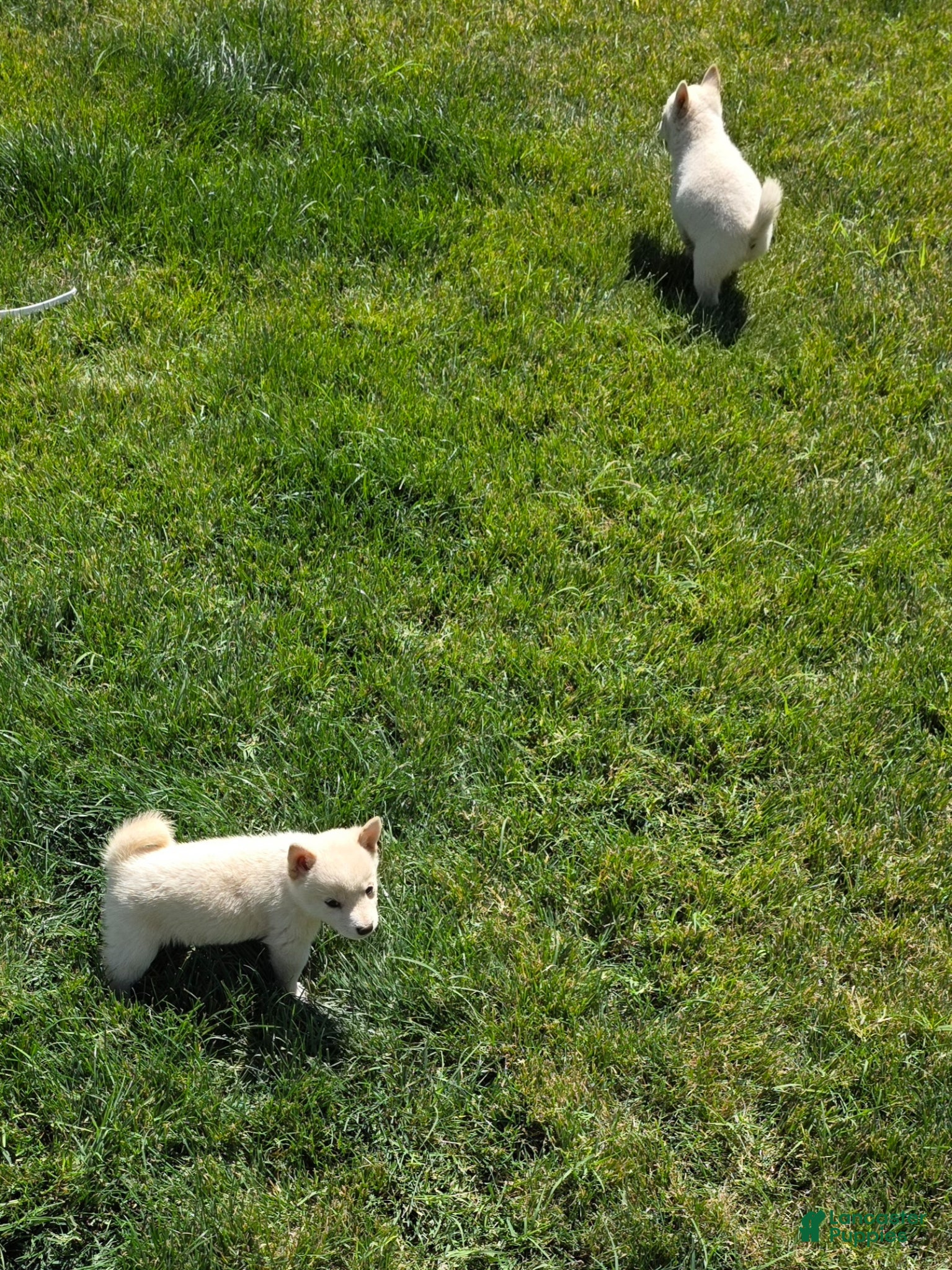 Shiba Inu dogs Shiba Inu Puppy 2 - Ad 3