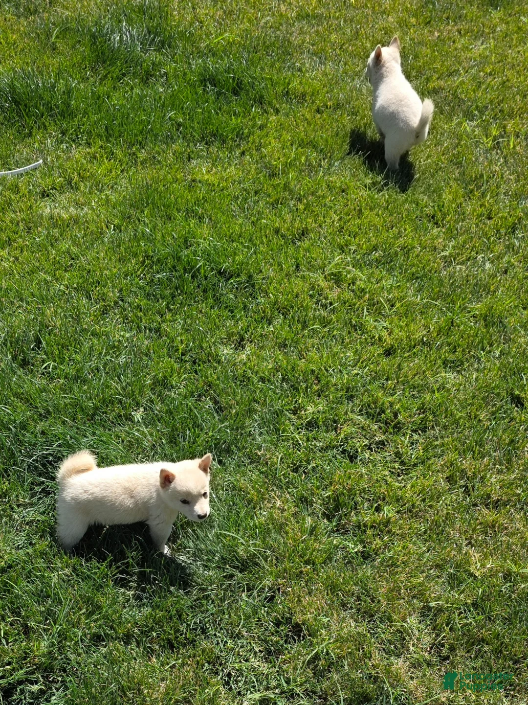 Shiba Inu dogs for sale: Shiba Inu Puppy 2 - Ad 1