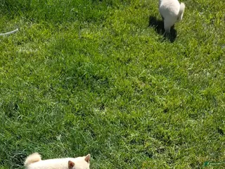 Shiba Inu dogs Shiba Inu Puppy 2 - Ad 4