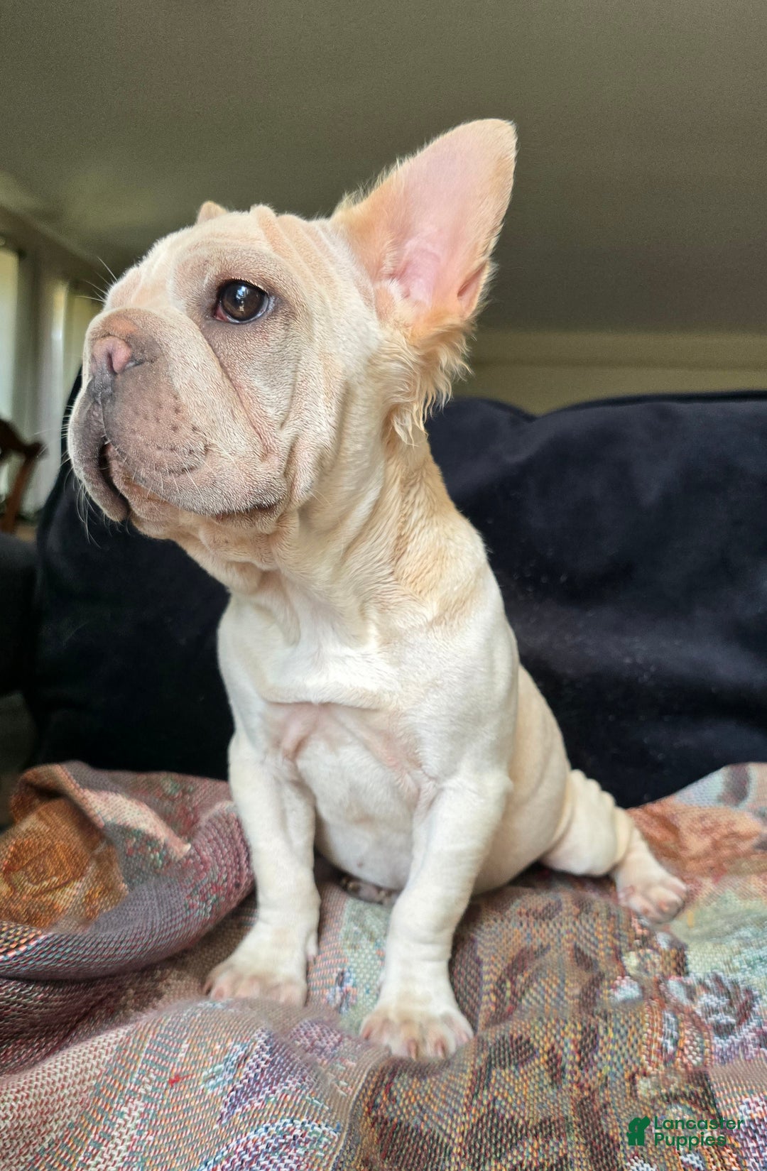 French Bulldog dogs for sale: Tyson - Ad 18