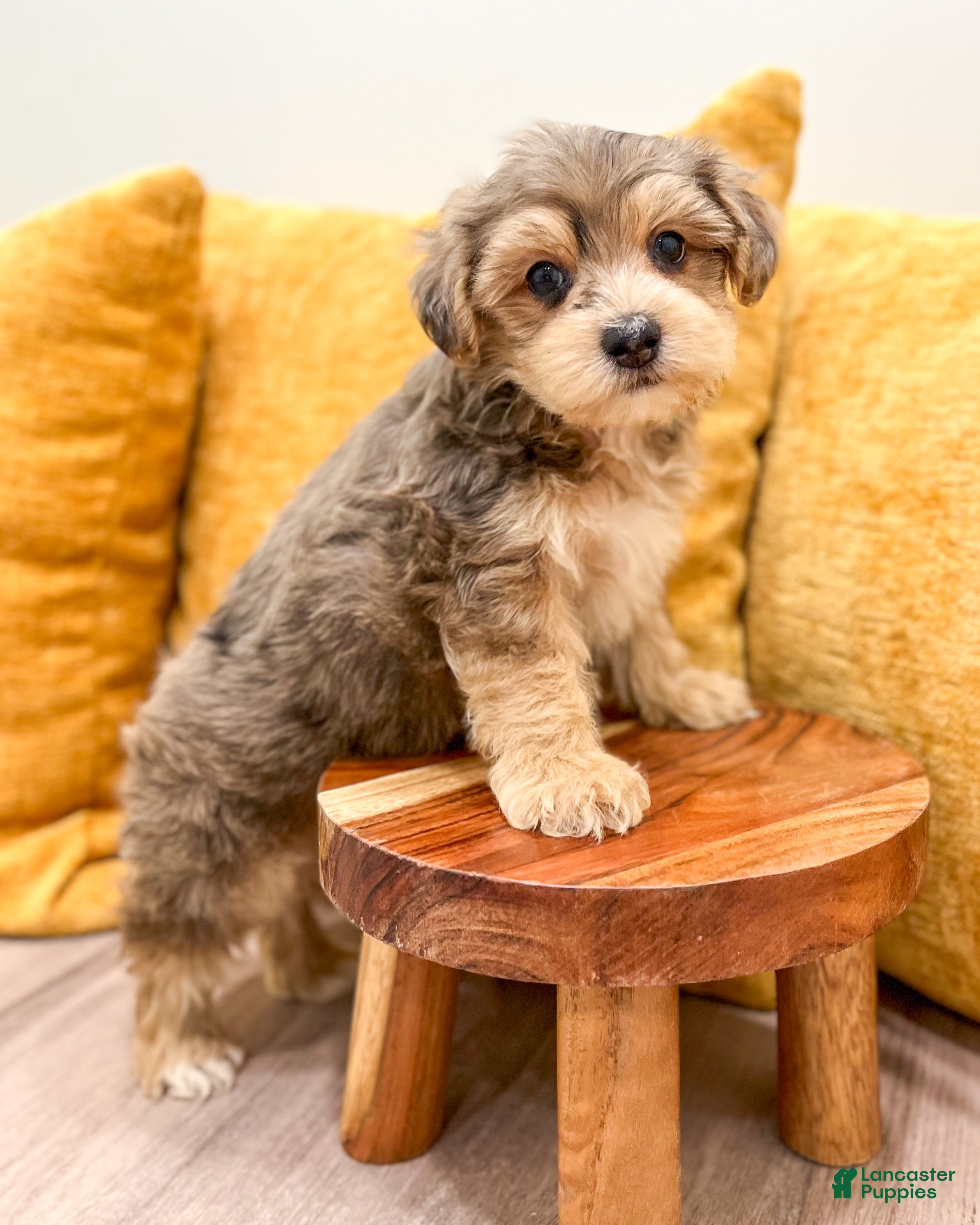 Yorkiepoo dogs Leo - Ad 2