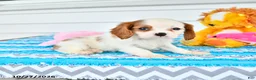 Cavalier King Charles Spaniel dogs for sale: Rio - Ad 3