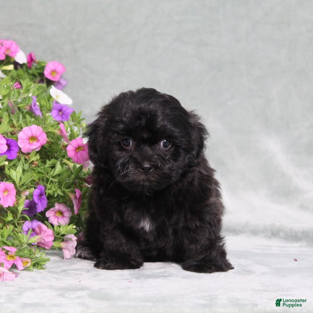 Teddy Bear dogs BJs Edward - Ad 1