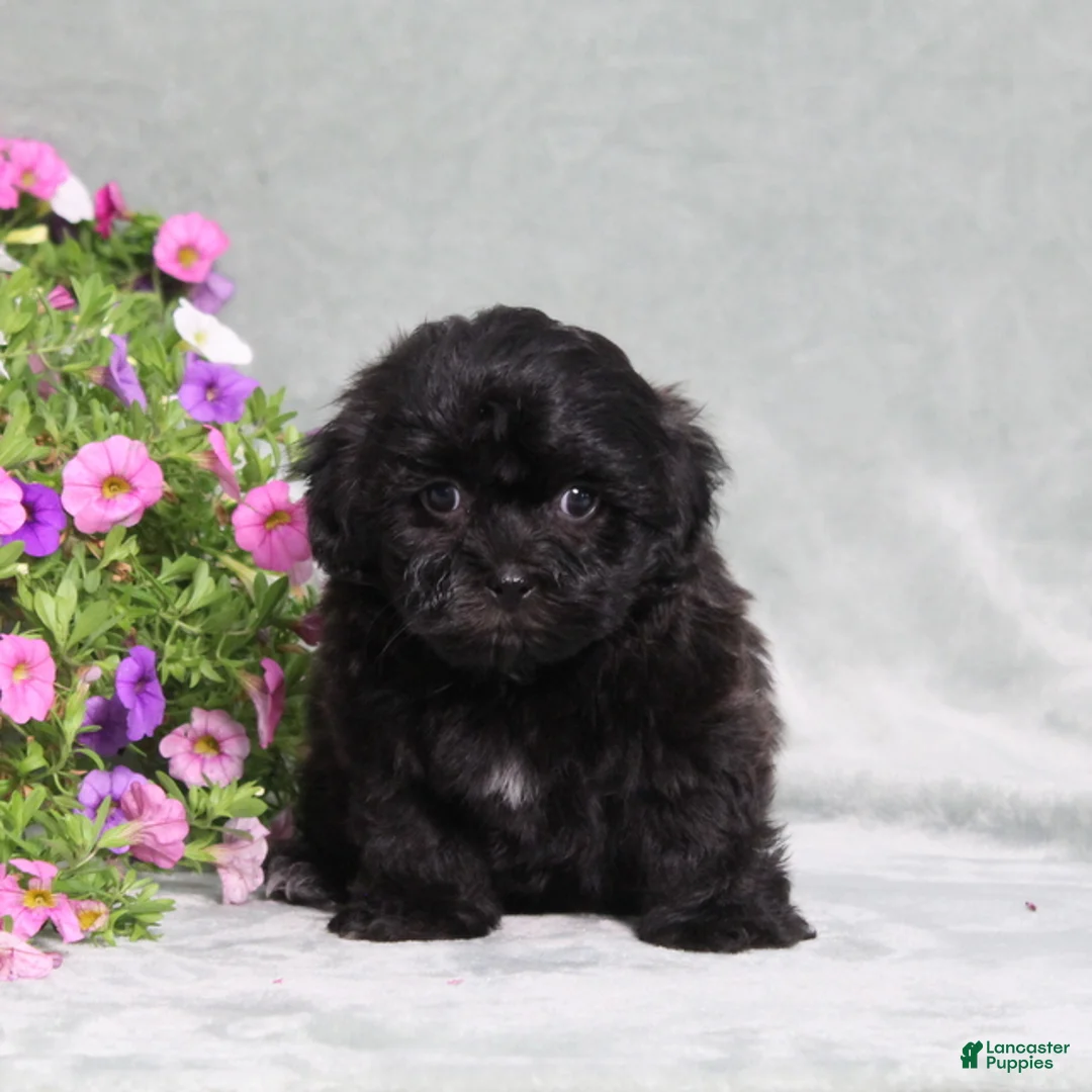 Teddy Bear dogs for sale: BJs Edward - Ad 1