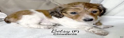 Chiweenie dogs for sale: Chiweenie Puppy 2 - Ad 3