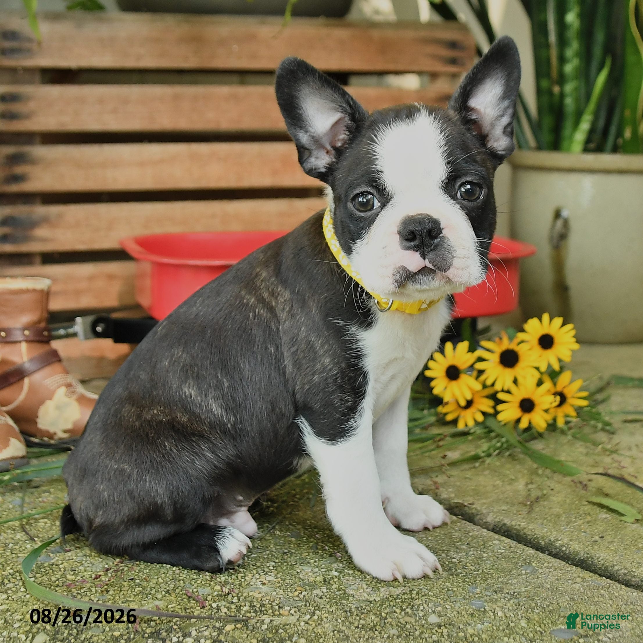 Boston Terrier dogs Ranger - Ad 2