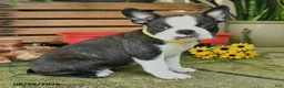 Boston Terrier dogs for sale: Ranger - Ad 2