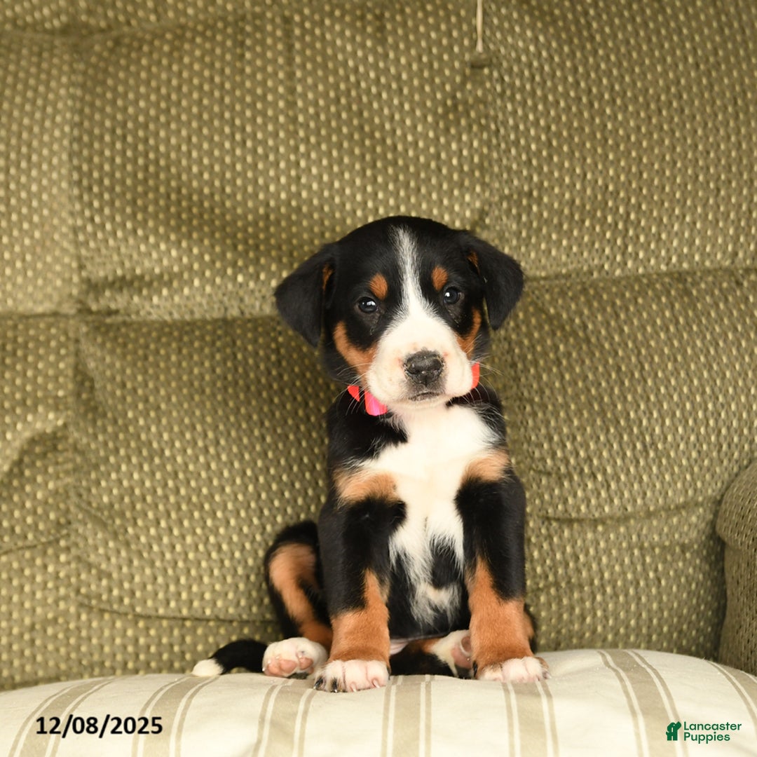 Greater Swiss Mountain Dog dogs for sale: Roxy - Ad 3