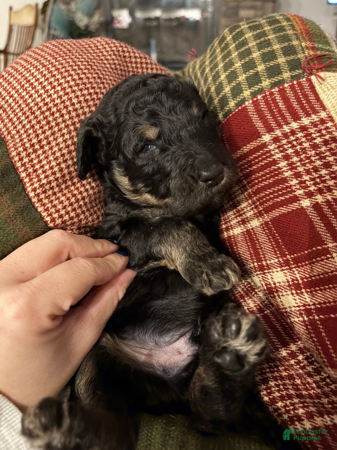 Standard Poodle dogs for sale: Cocoa - Ad 3