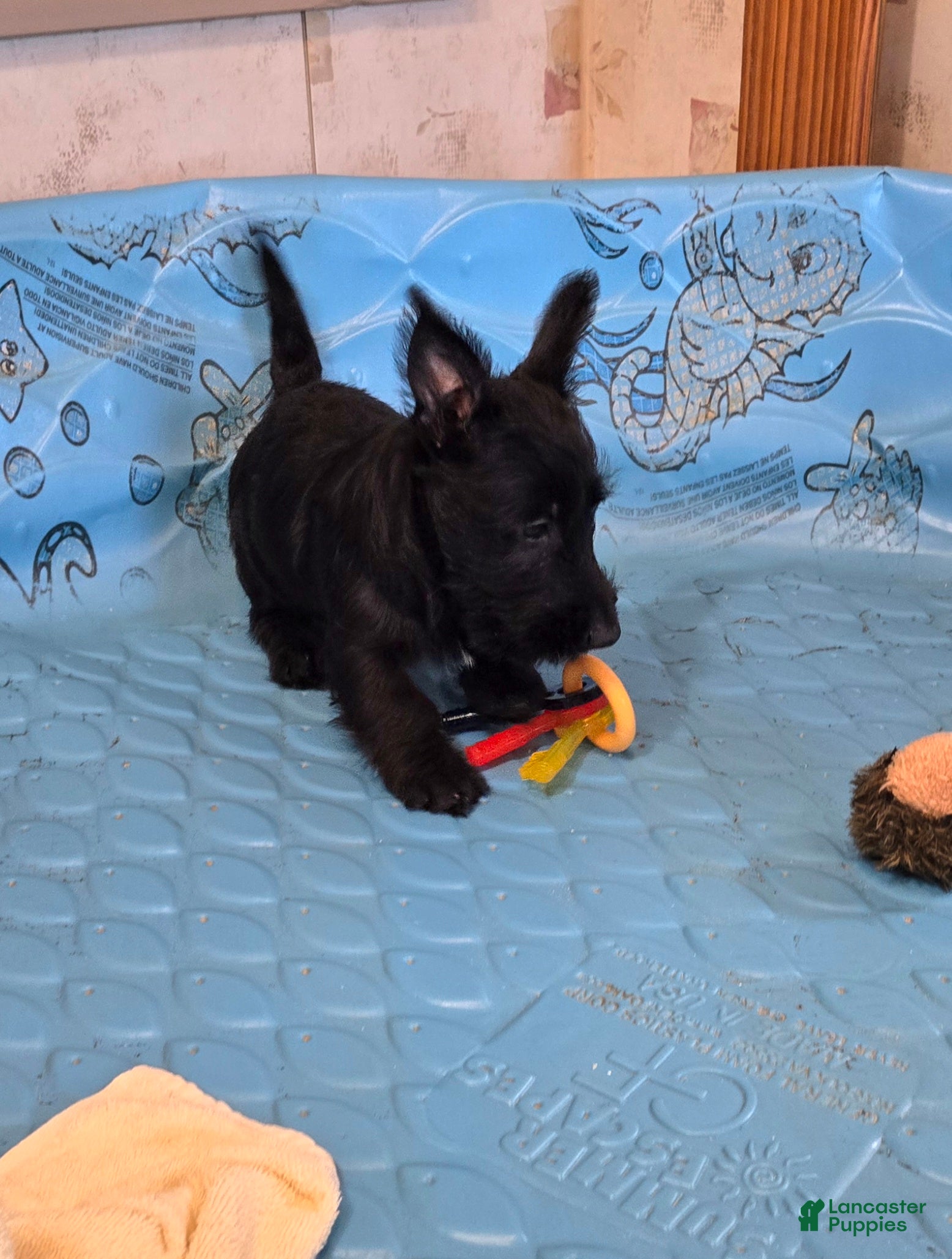 Scottish Terrier dogs for sale: Orpha - Ad 3