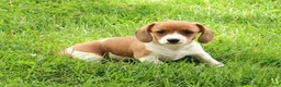 Miniature Dachshund dogs for sale: Hal - Ad 3