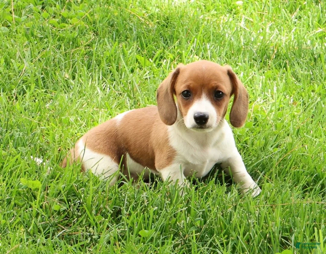 Miniature Dachshund dogs for sale: Hal - Ad 2
