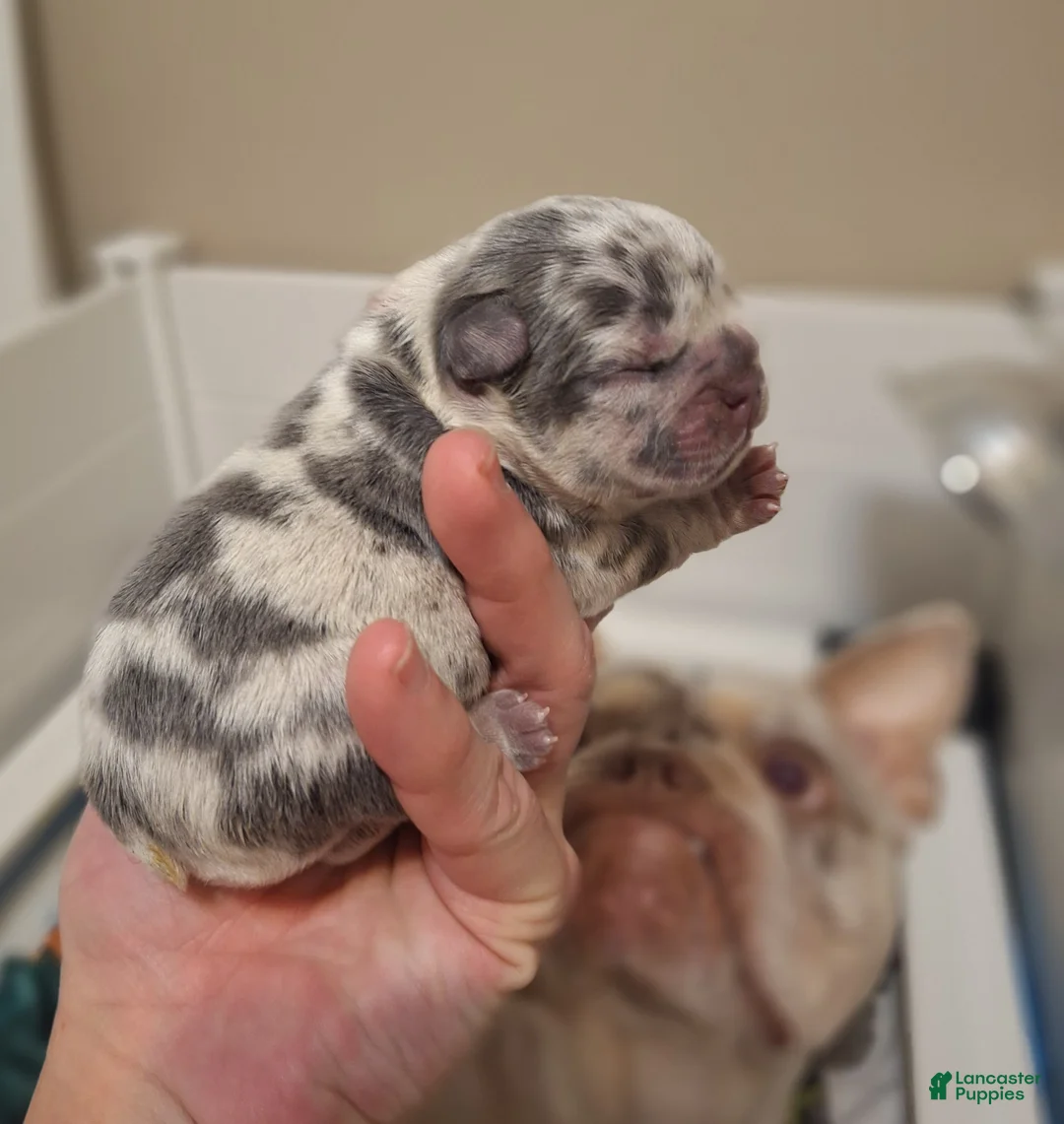 French Bulldog dogs for sale: French Bulldog Puppy 2 - Ad 2