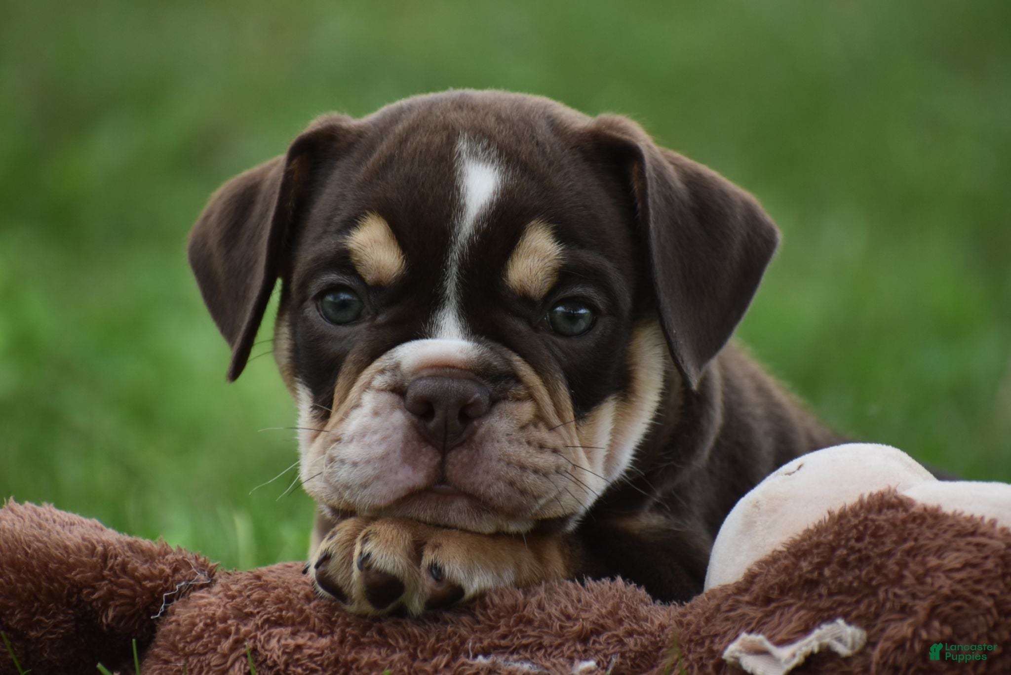 Beabull dogs Piper - Ad 1