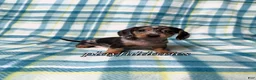 Miniature Dachshund dogs for sale: Black and Tan Silver Dapple Smooth Coat Male AKC  - Ad 2