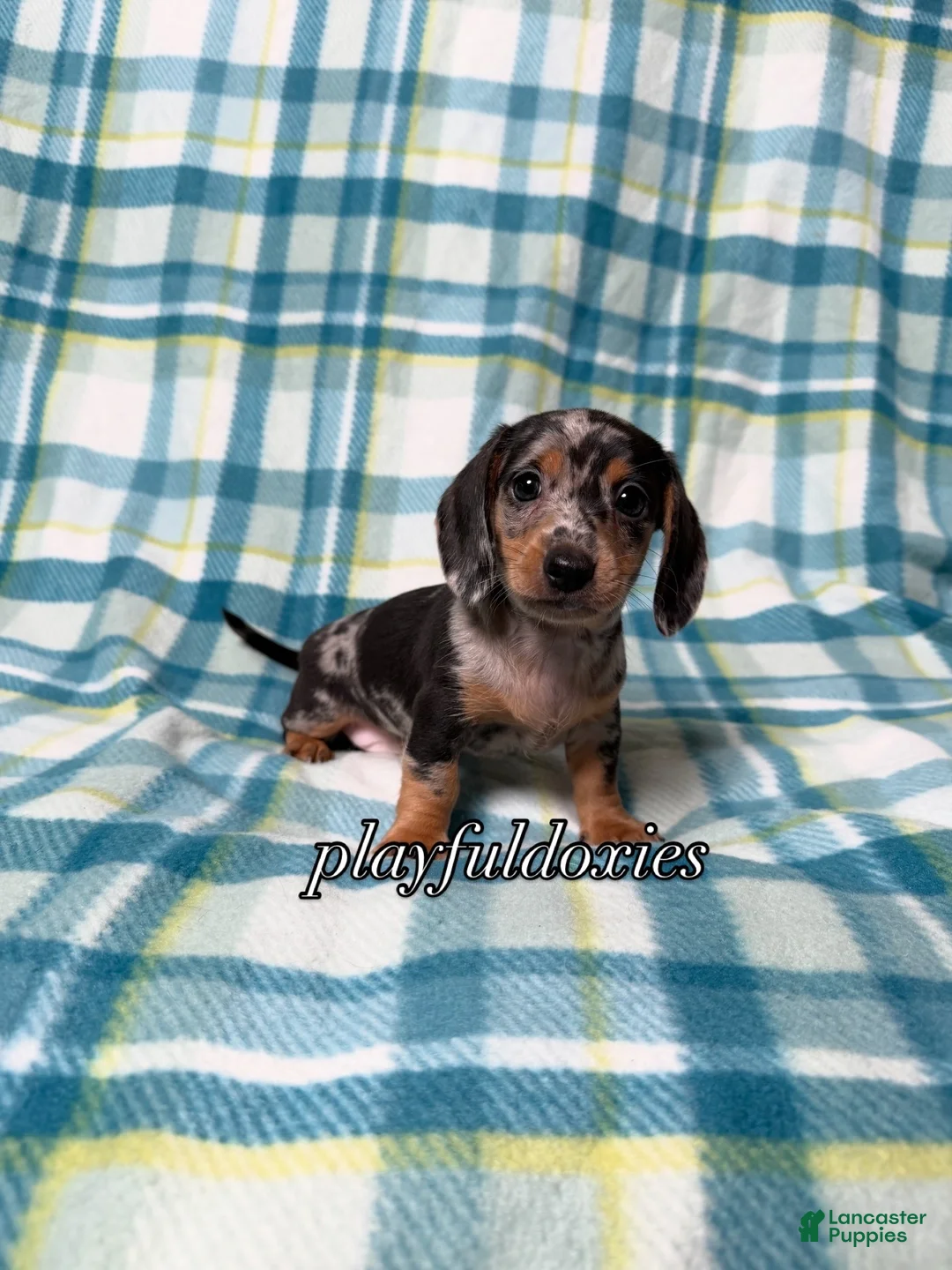 Miniature Dachshund dogs for sale: Black and Tan Silver Dapple Smooth Coat Male AKC  - Ad 2