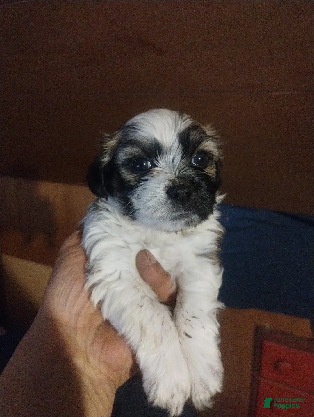 Teddy Bear dogs for sale: Teddy Bear Puppy 5 - Ad 1