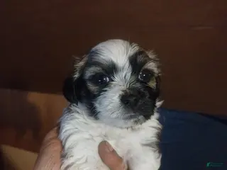 Teddy Bear dogs Teddy Bear Puppy 5 - Ad 37