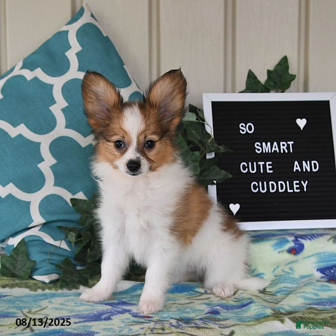 Papillon dogs for sale: Scout - Ad 7