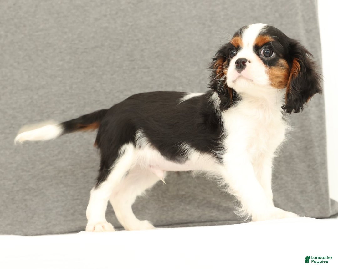 Cavalier King Charles Spaniel dogs for sale: Emerson - Ad 3