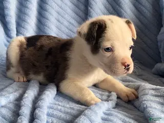 Mixed Breed dogs Jackson - Ad 34