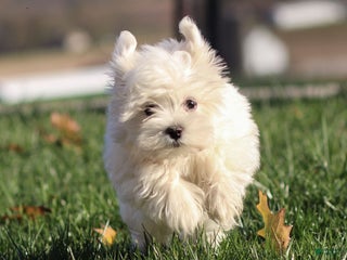 Maltese dogs - Ad 6