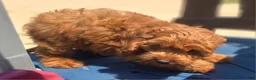 Cockapoo dogs for sale: Cashmere - Ad 8